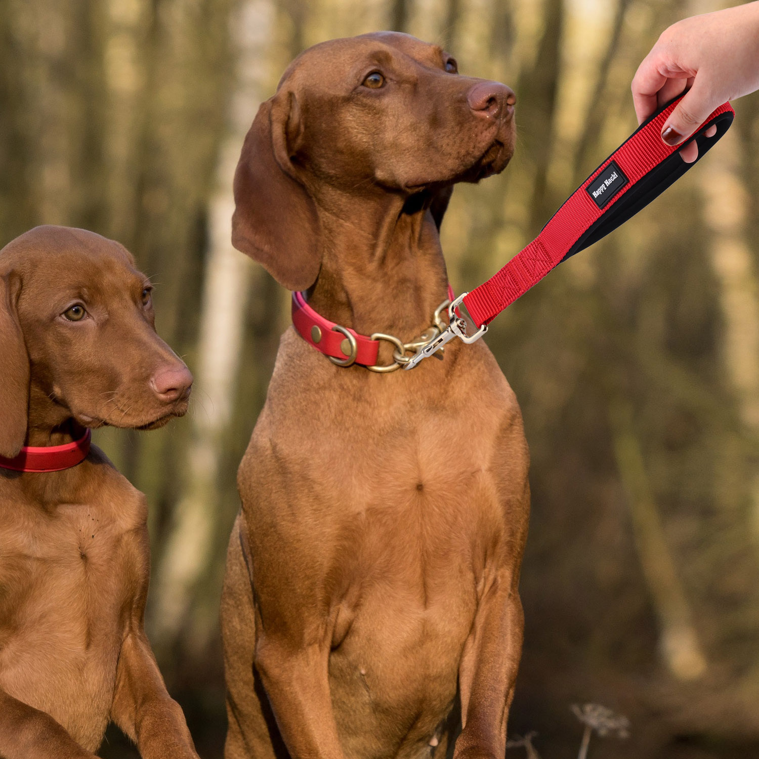 Kurzführer Kurze Hunde Leine Hundeleine Führschlaufe Kurzleine Nylon Flexi