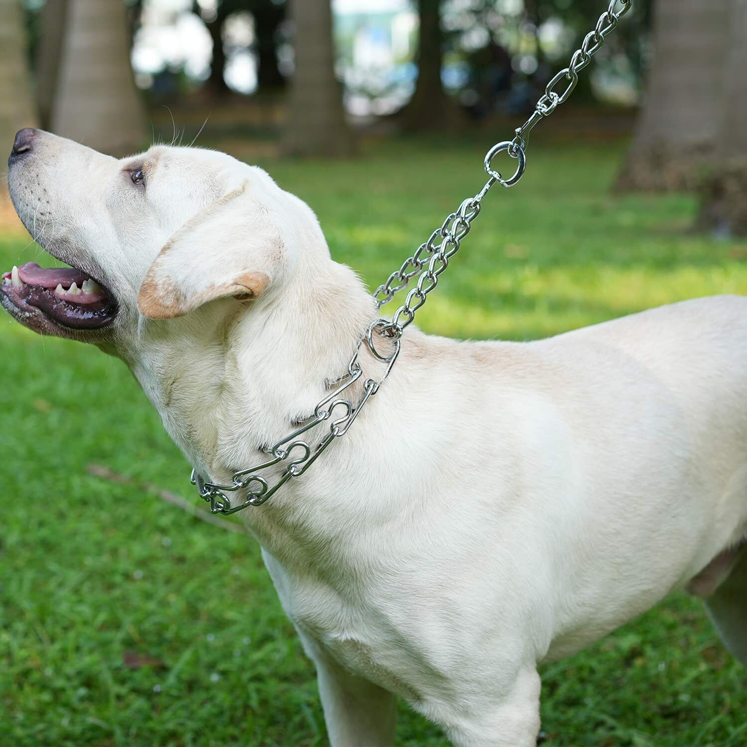 Hamilton prong best sale training slip collar